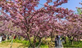 樱花更新最新爆料