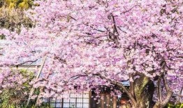 樱花更新最新爆料