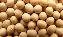 美国大豆最新爆料,揭秘行业变革与未来趋势