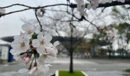 樱花更新最新爆料